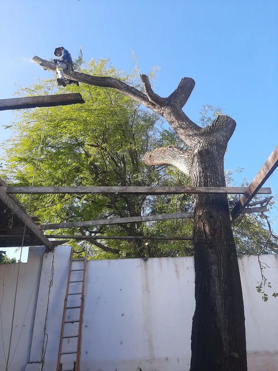 PODA DE ÁRVORES ORÇAMENTO GRATUITO  - Foto 5