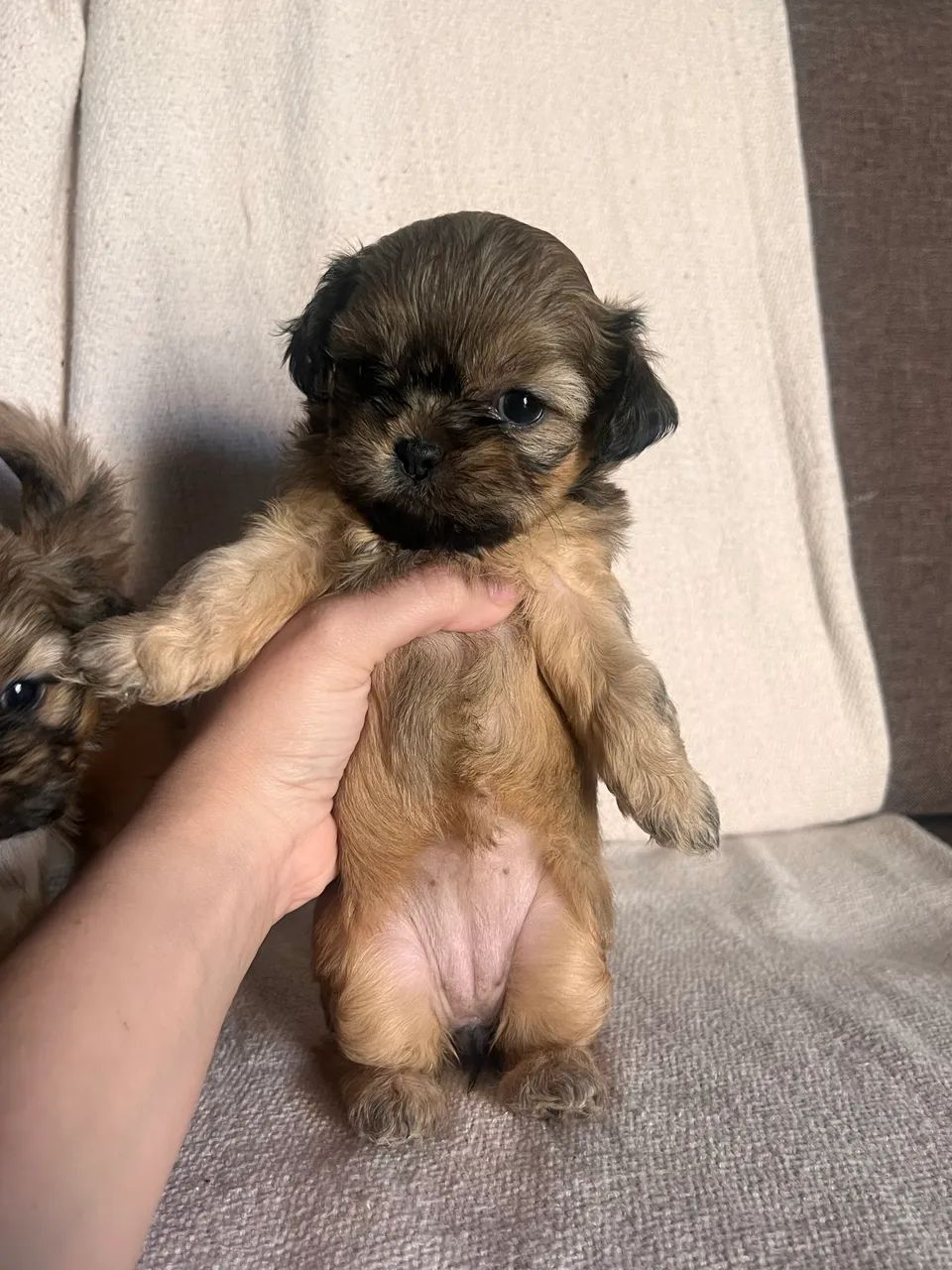 Cachorro  - Foto 5
