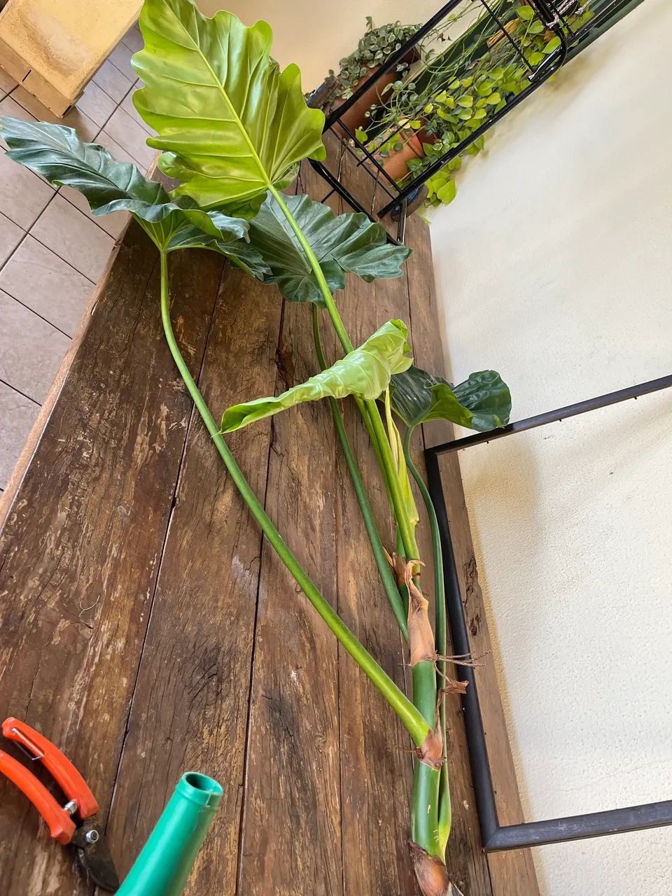 Muda de planta Orelha de Elefante  - Foto 3