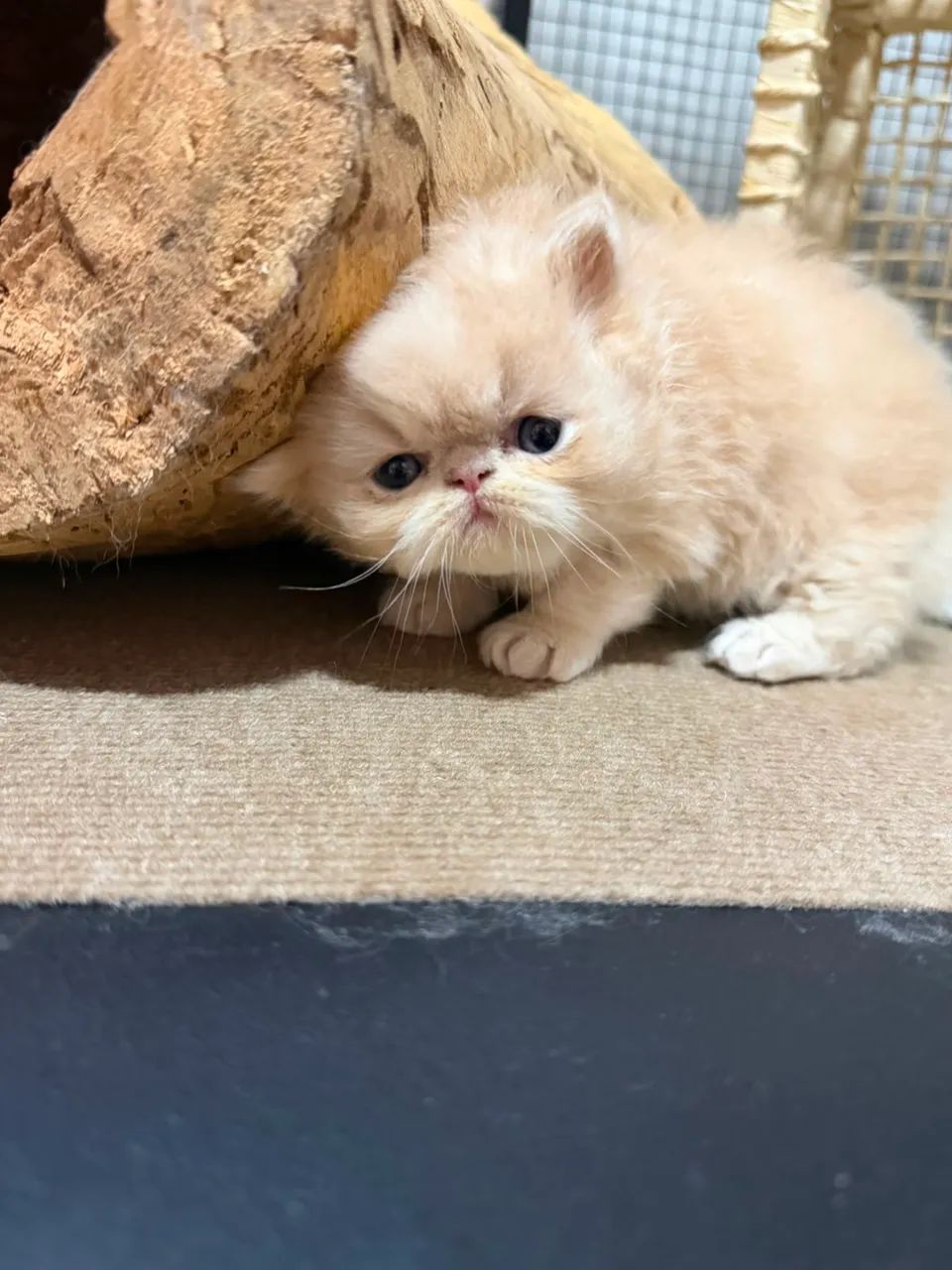 Gatos Persas 