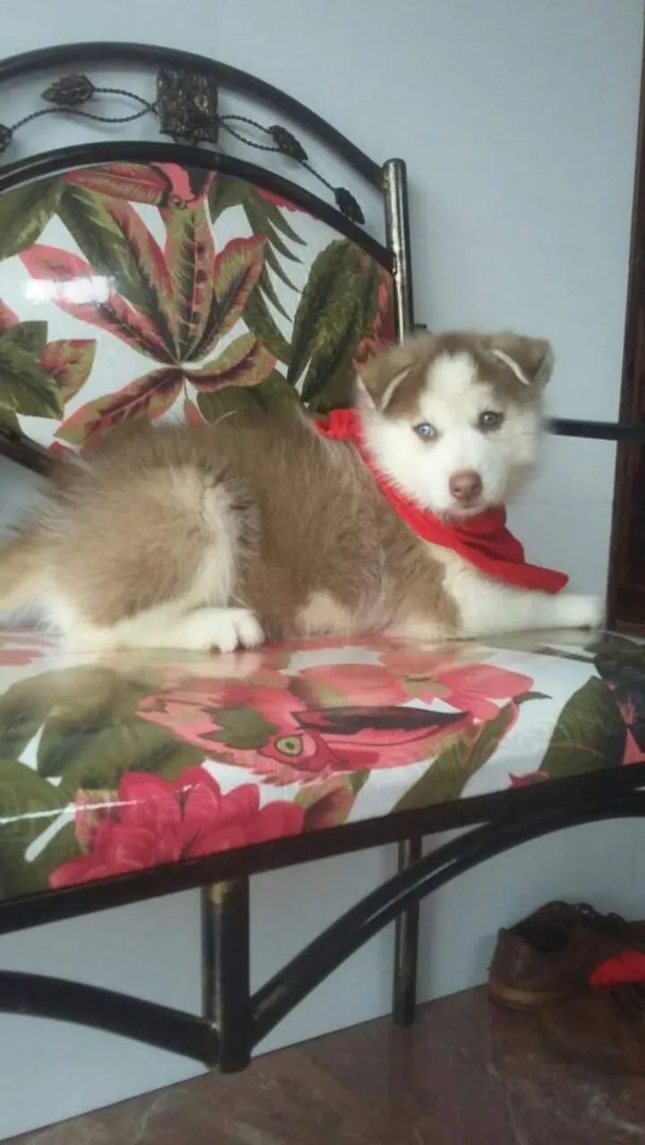 Husky macho filhote  - Foto 2