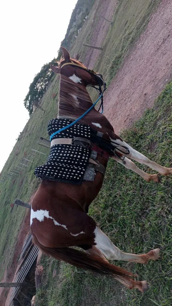 cavalo  - Foto 4