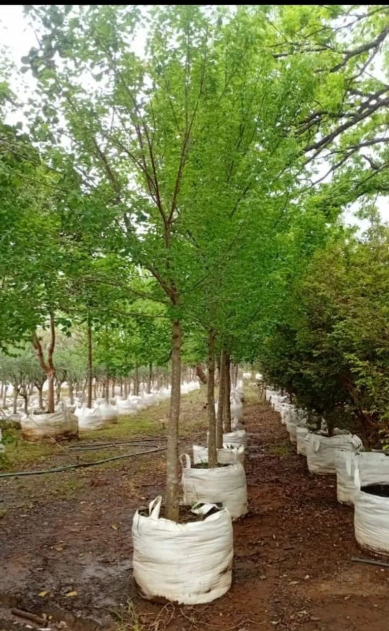 Acer bugerianum  - Foto 2