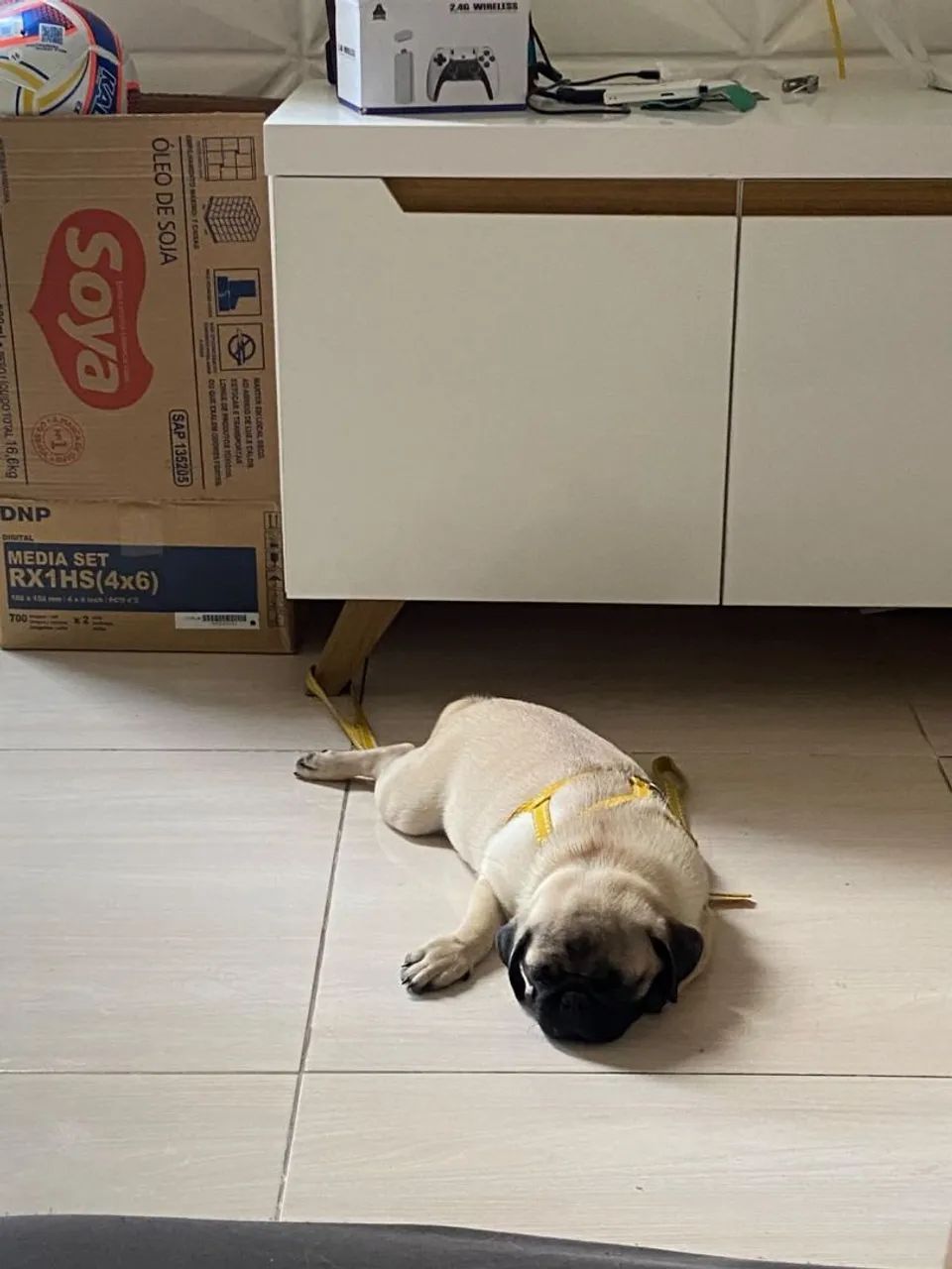 Cachorro Pug
