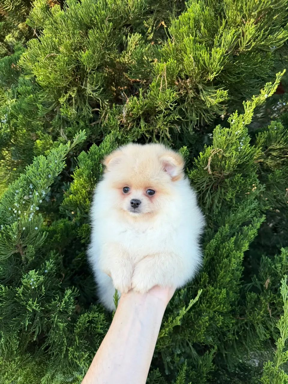 Spitz Alemão  - Foto 4