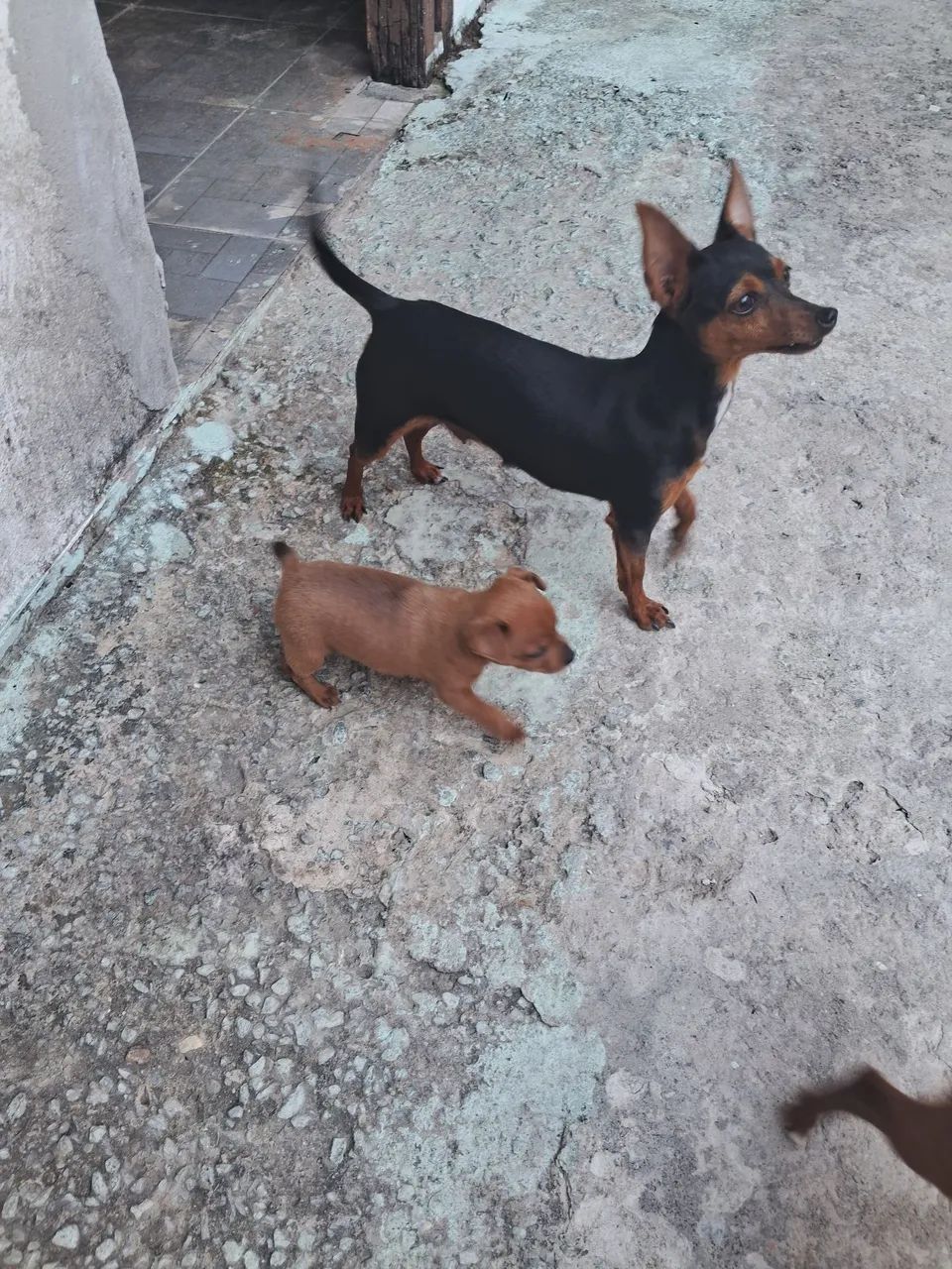 Venda de pinscher  - Foto 2