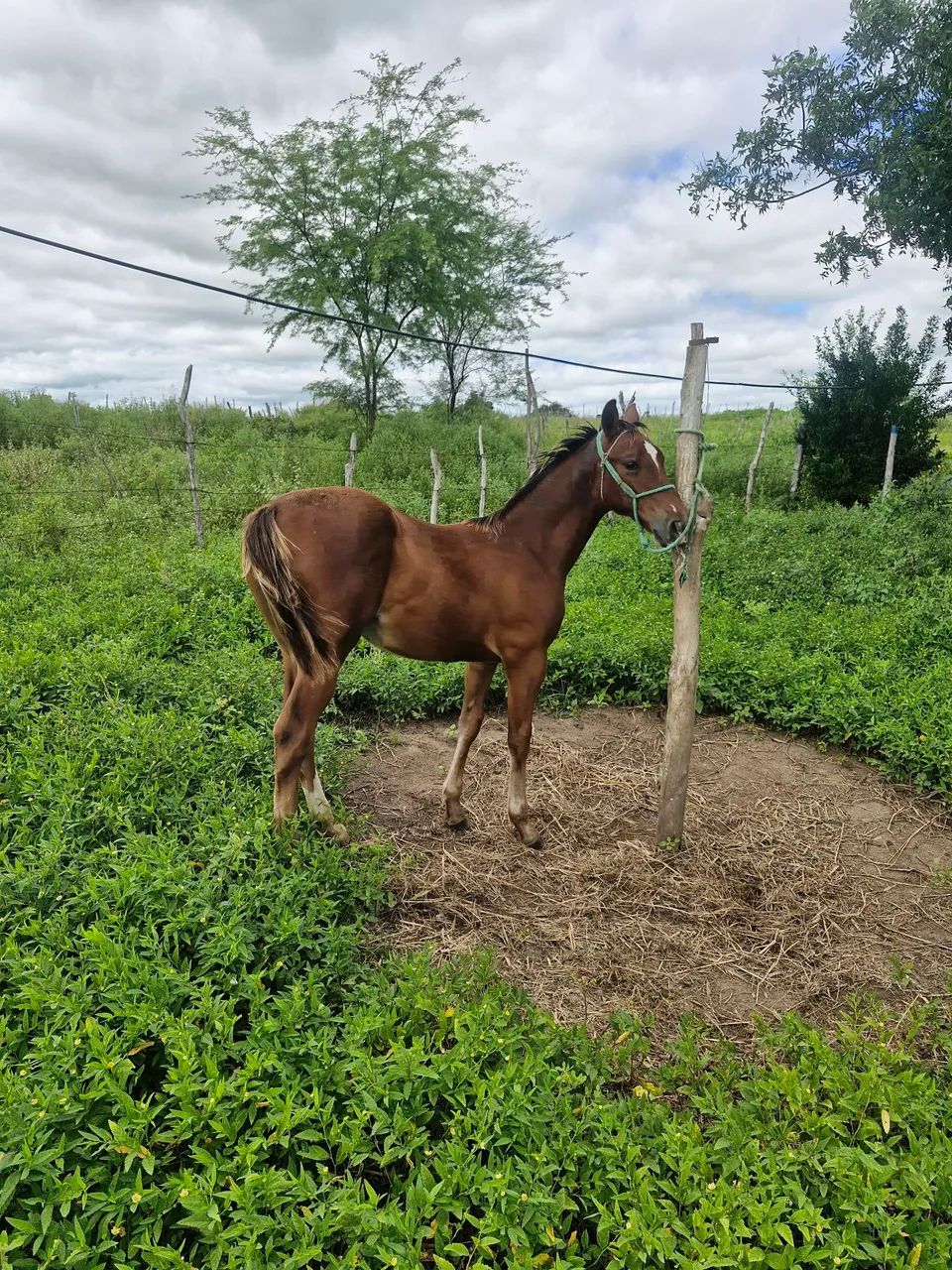 Cavalo - Foto 2
