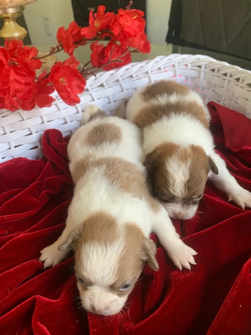 Chihuahua  - Foto 2