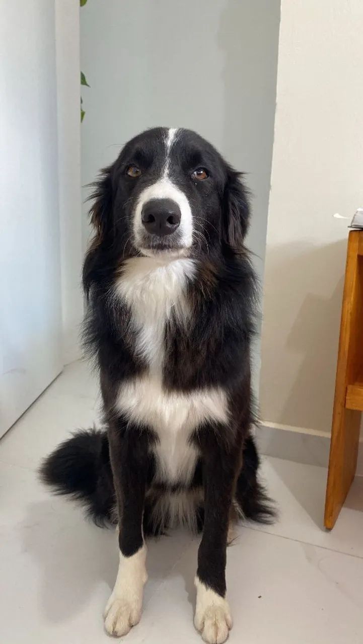 Adoção - Bulma e Layca - Foto 3