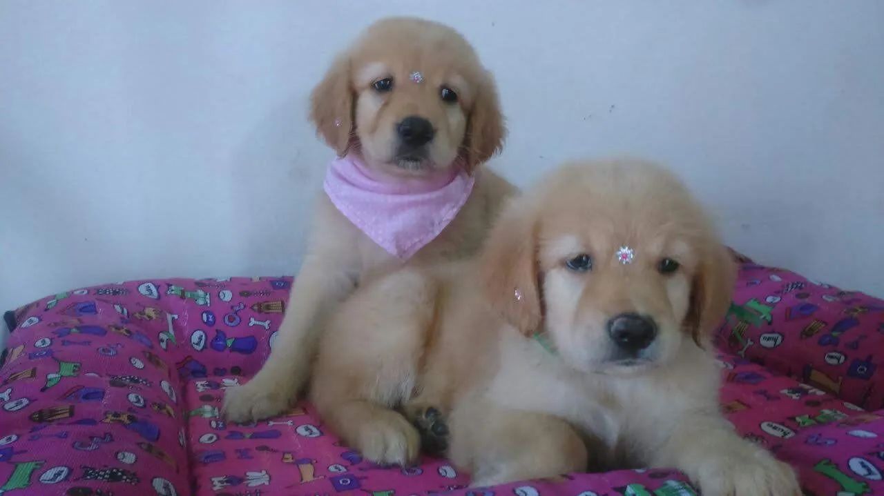 Golden Retriver macho - Foto 3