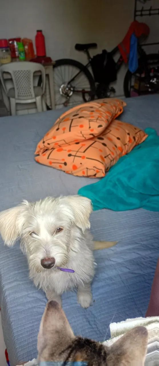Pundo - Foto 3