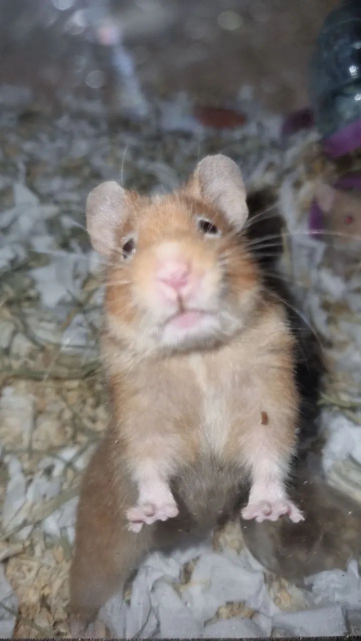 Doa-se Hamster