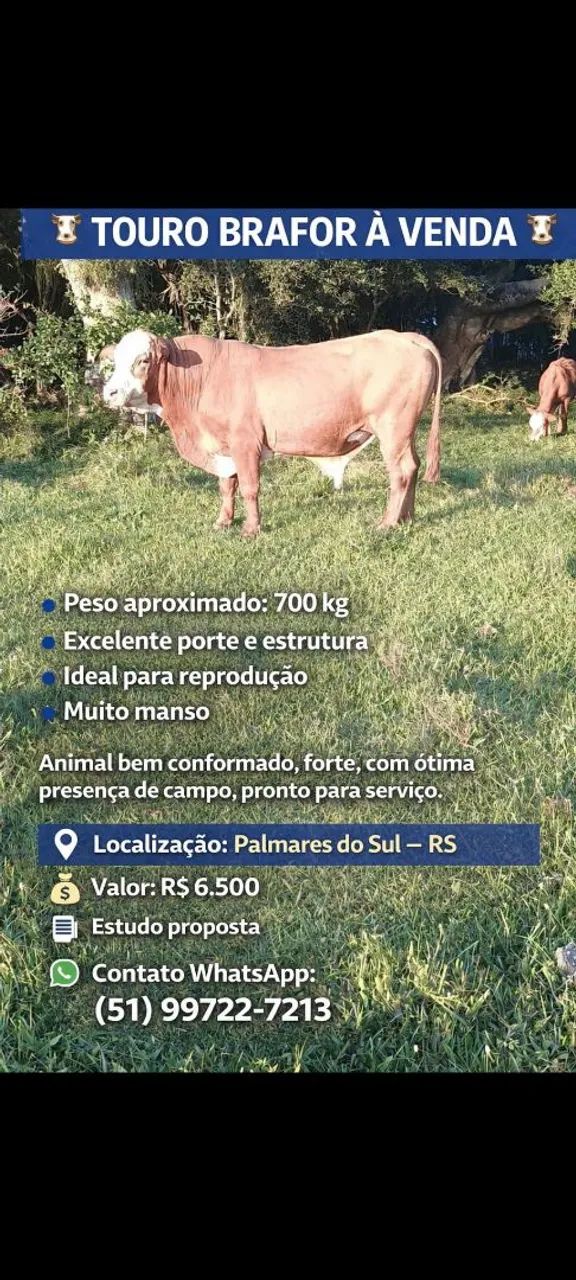 Touro Braford - Foto 4