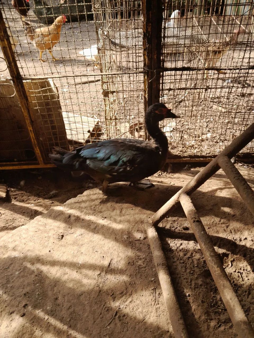 Venda  pato preto - Foto 2