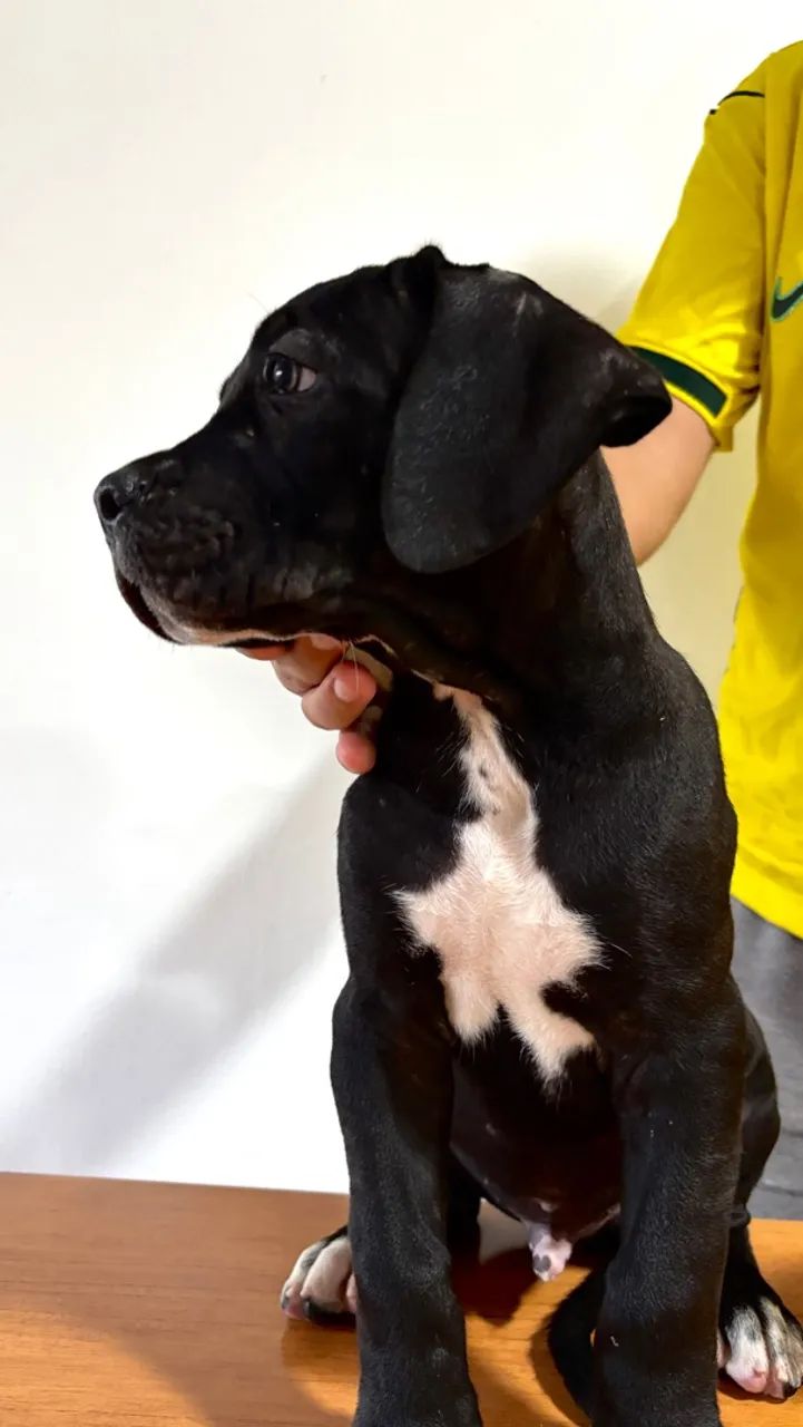Cane Corso Italiano  - Foto 3