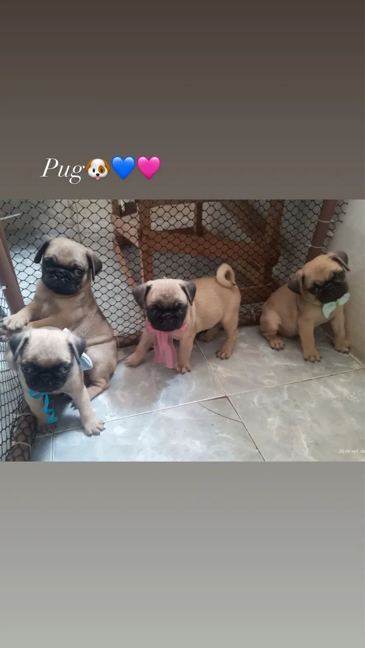 Pug com pedigree  - Foto 2