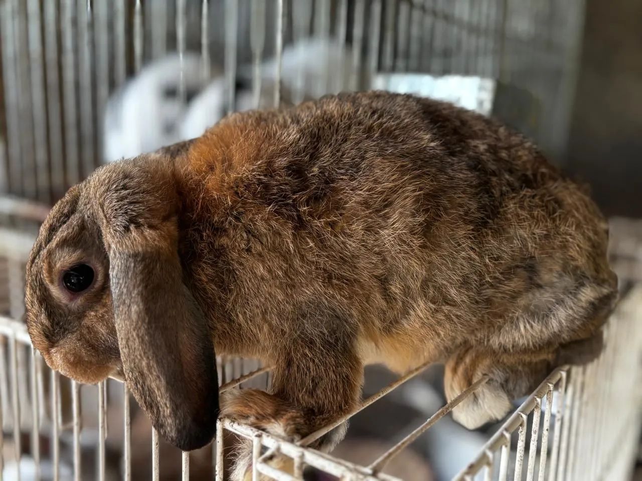 Coelhos Uruguaio  - Foto 3