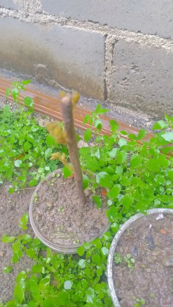 Mudas de Ypê amarelo  - Foto 3
