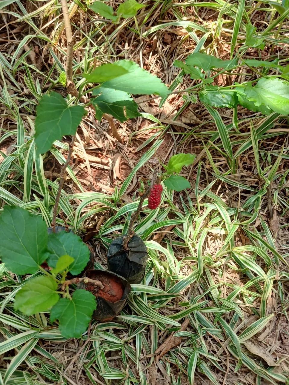 VENDO MUDAS DE AMORAS - Foto 2