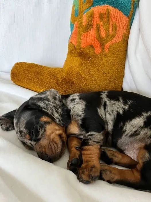 Dachshund Encanto Que Marca Sua Vida - Foto 2