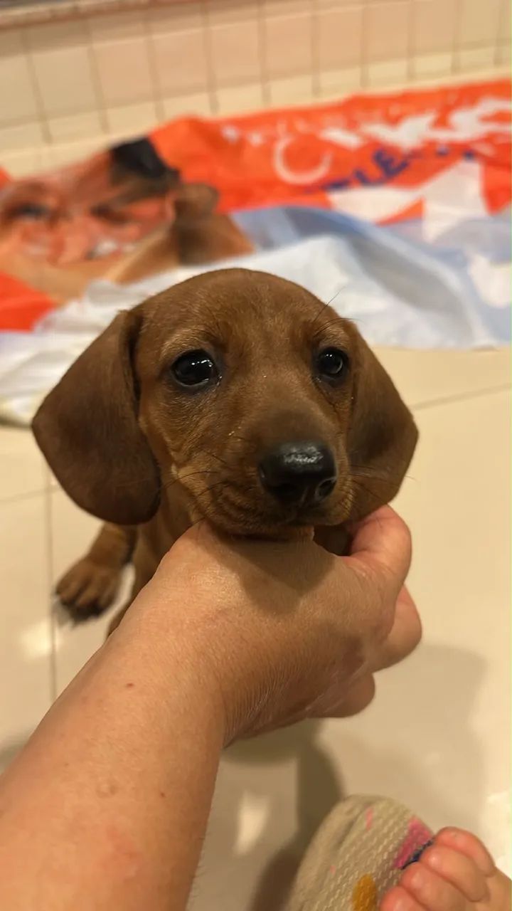 Dachshund - Foto 4