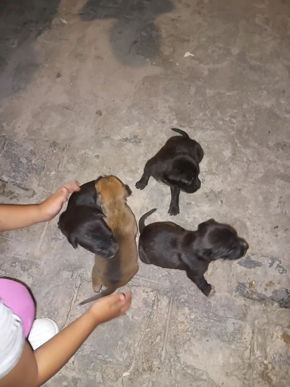 Animais pra Doação 