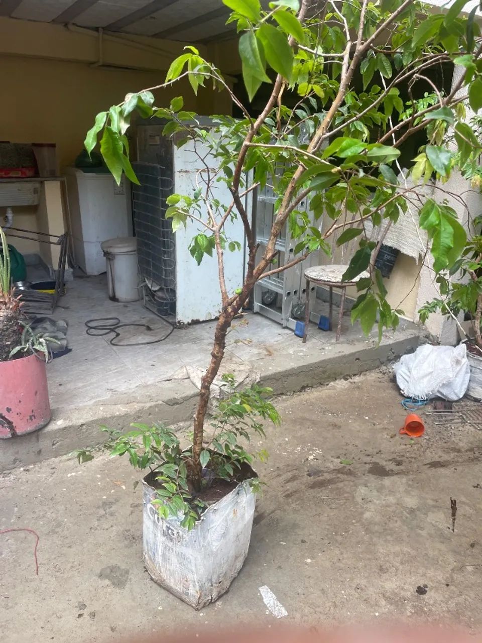 pé de jabuticaba  - Foto 2