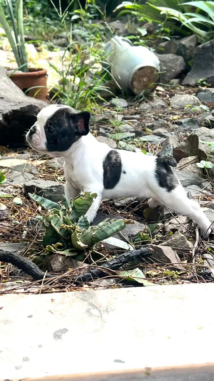 BULLDOG FRANCÊS 