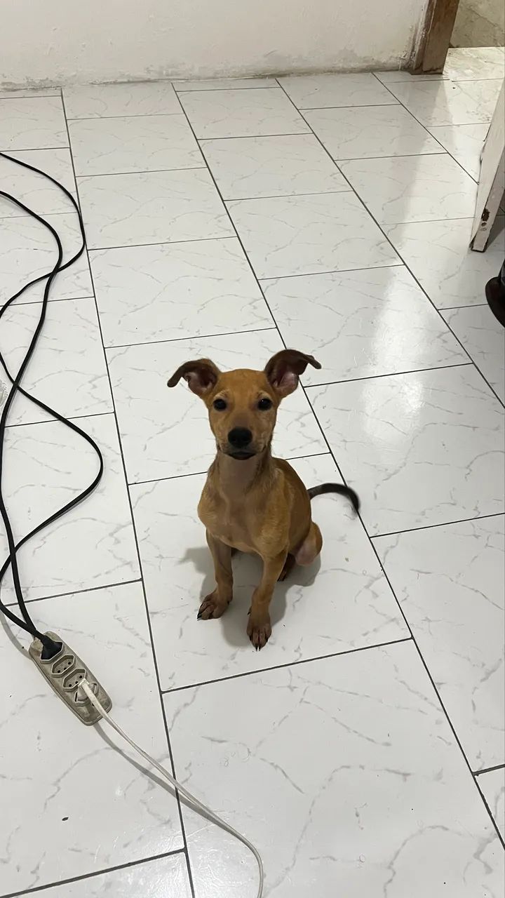 Adoção Responsável  - Foto 2