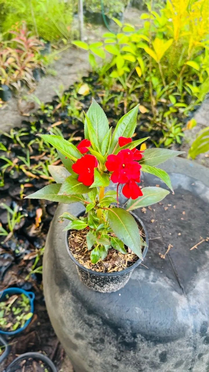 Plantas - Foto 3