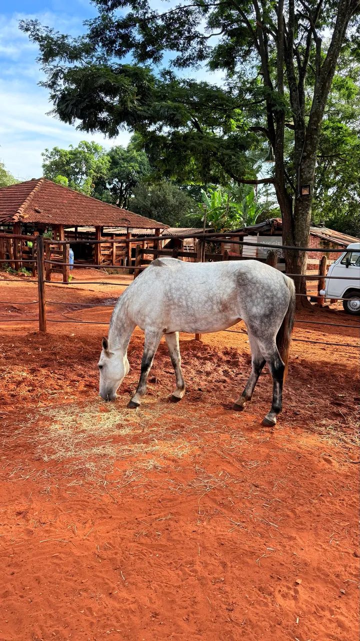 Égua 