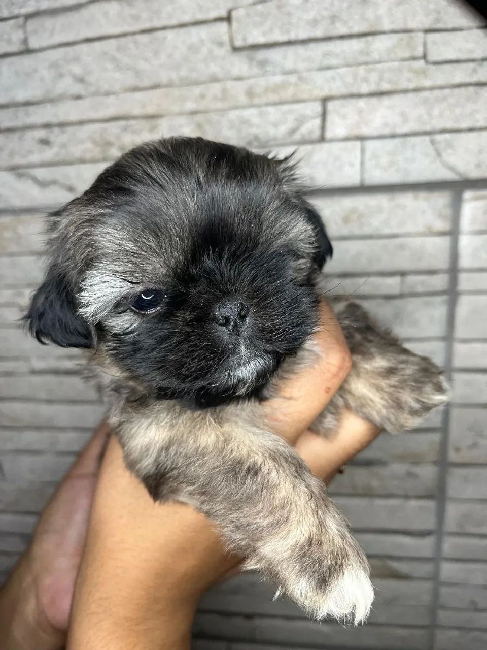 Shihtzu fêmea mini micro - Foto 2