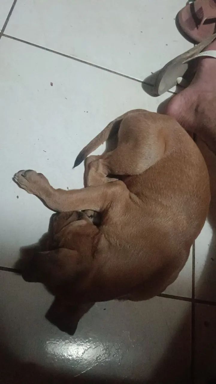 Doa-se cachorra filhote - Foto 4