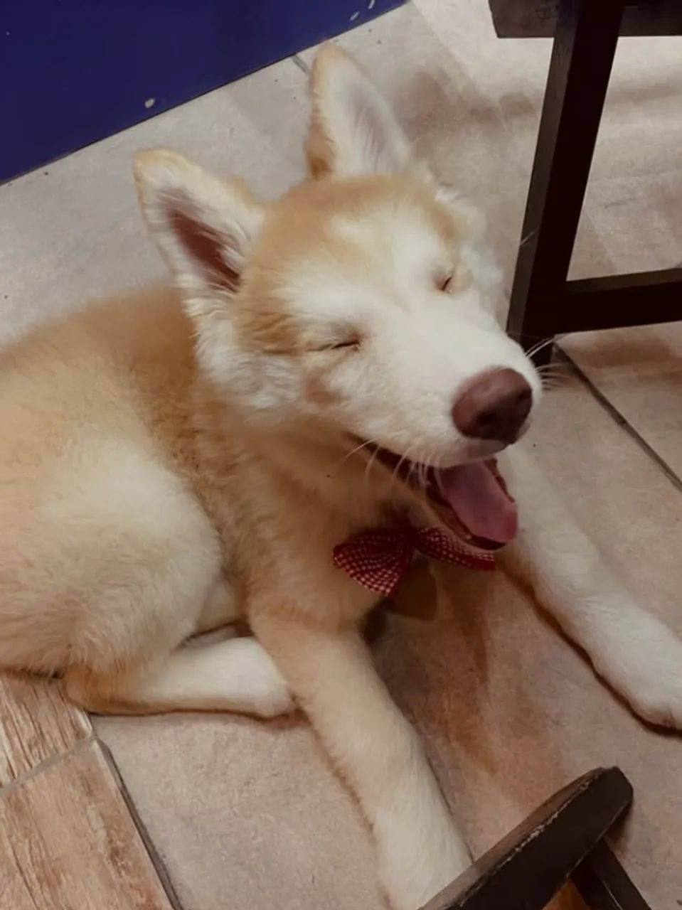 Husky siberiano- macho - Foto 3