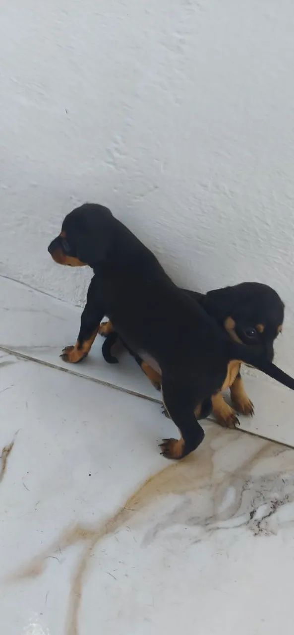 Cachorro pinscher  - Foto 2