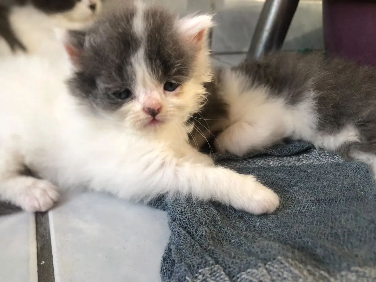 Gatos  - Foto 3