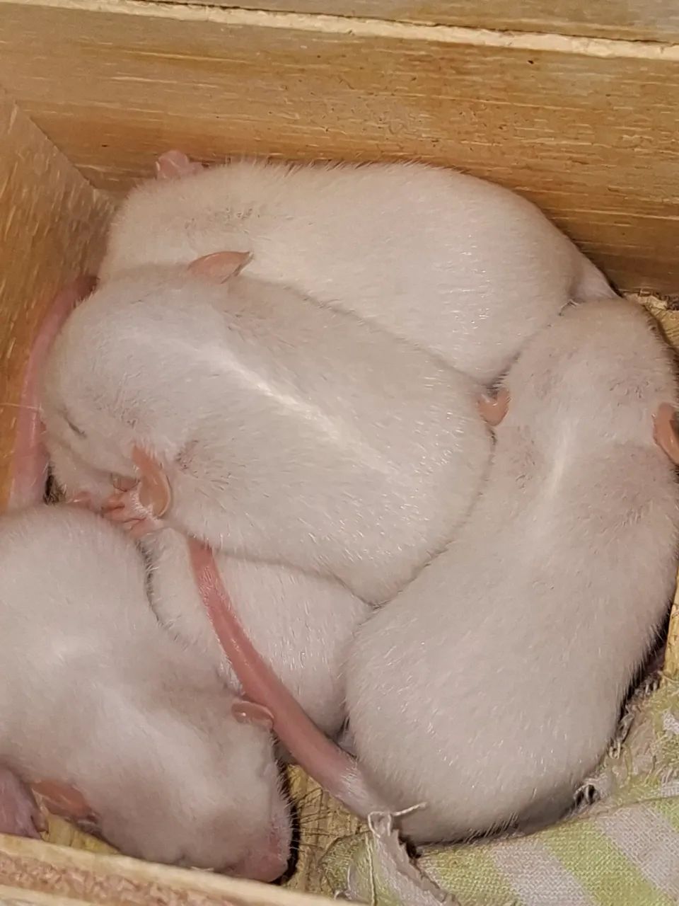 rato Twister  - Foto 5