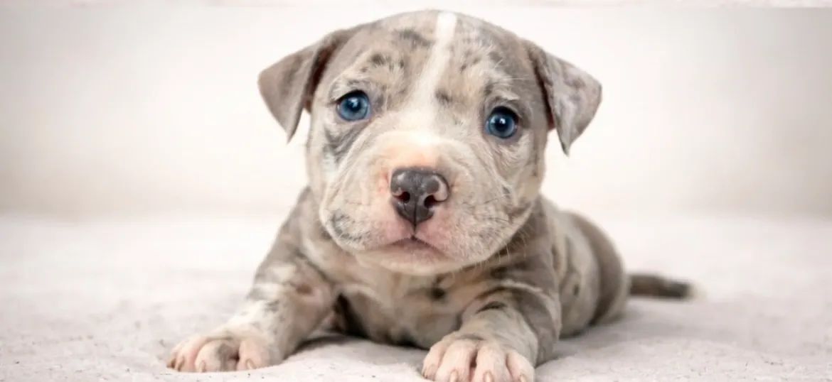 American bully - micro Fêmeas  - Foto 3