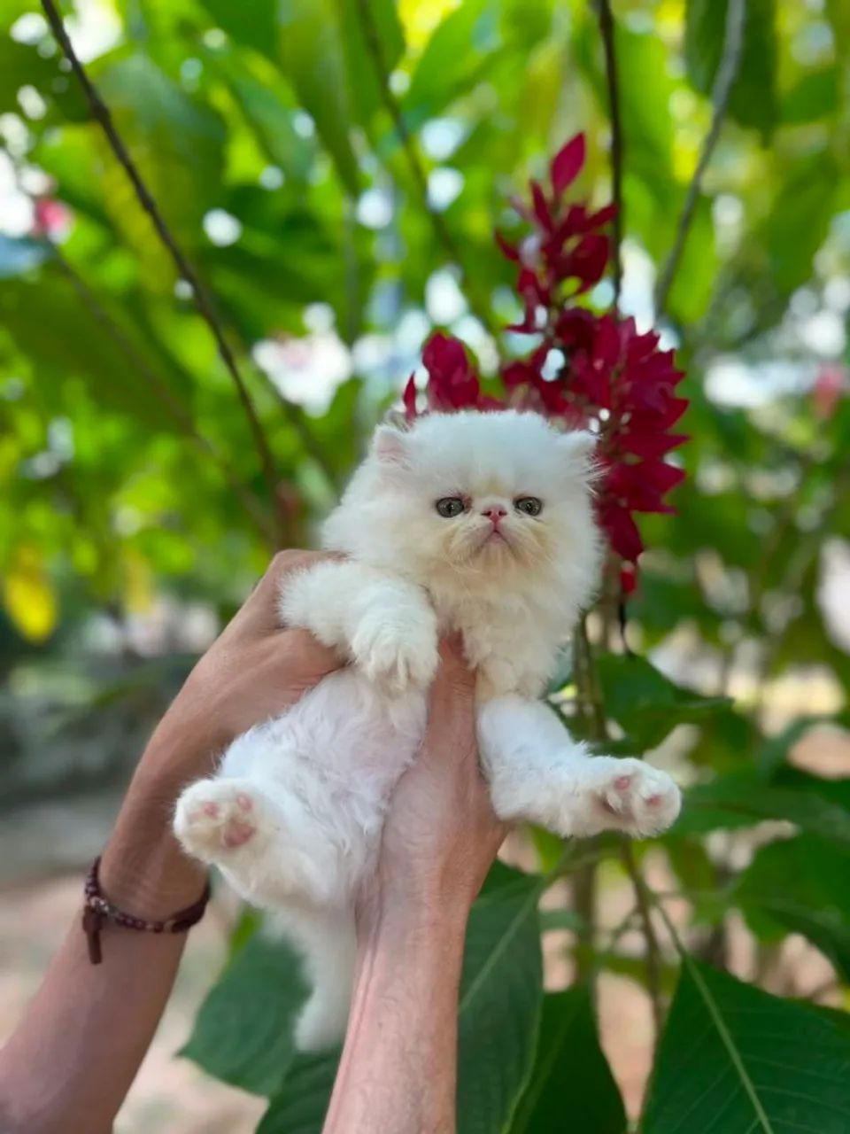 Gato persa maravilhoso