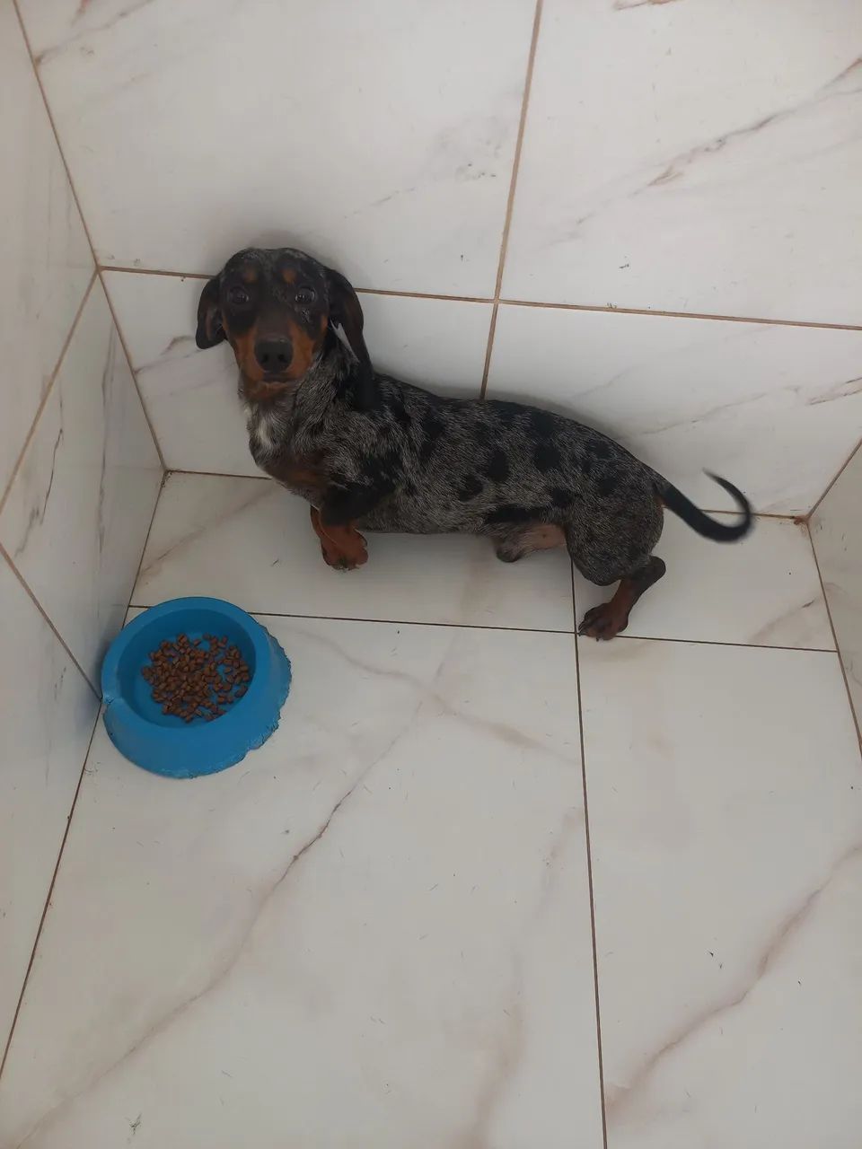 Salsicha arlequim machinho 