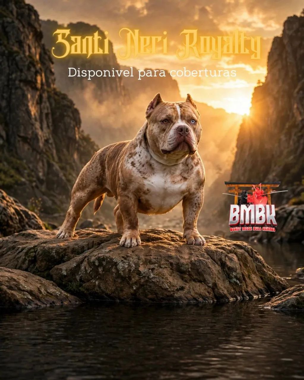 American Bully Micro disponível para coberturas.