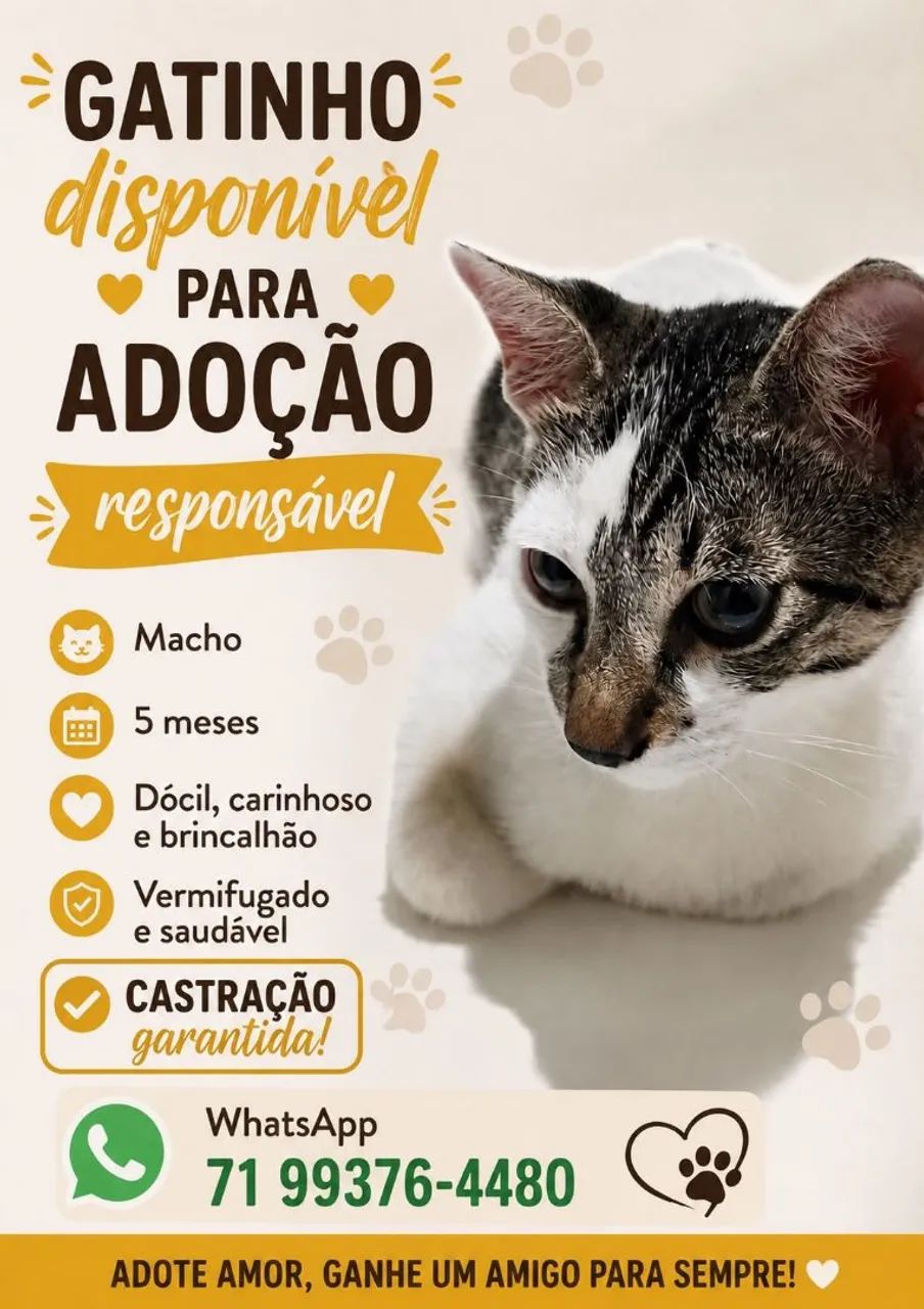 Gatos para doção responsável  - Foto 2