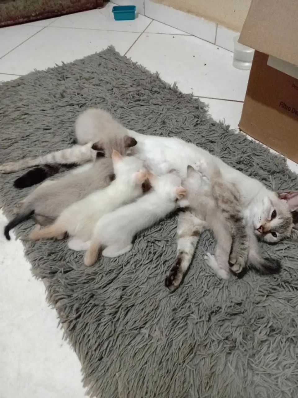 Gatos Siameses  - Foto 3