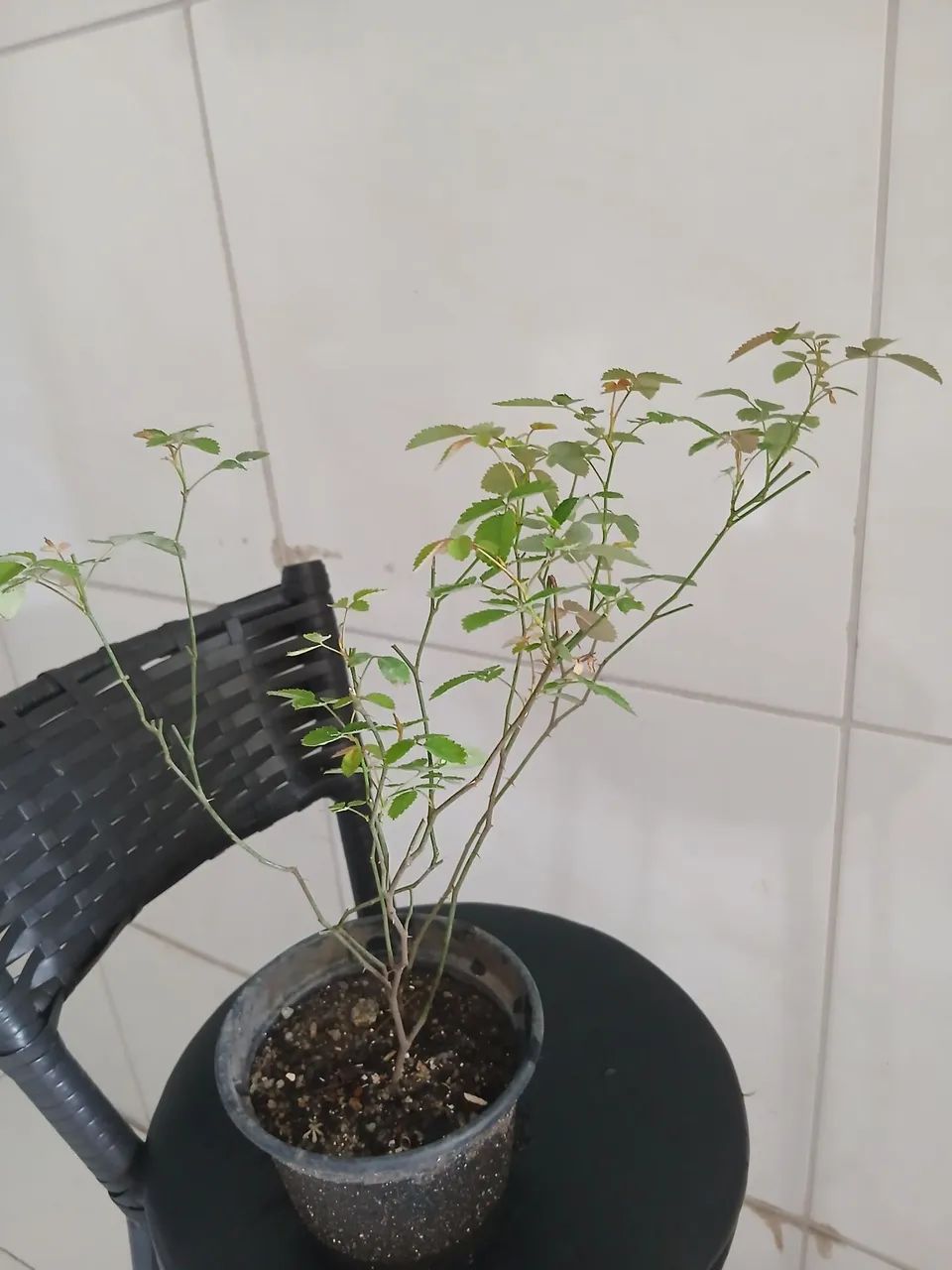Mini rosas brancas  - Foto 2