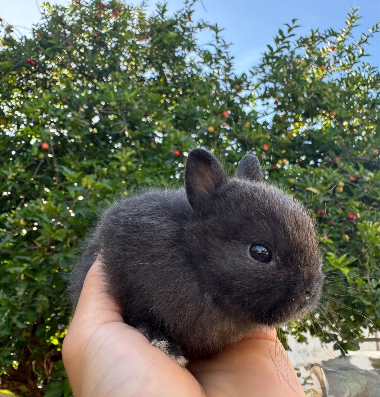 Coelho anao netherland dwarf 