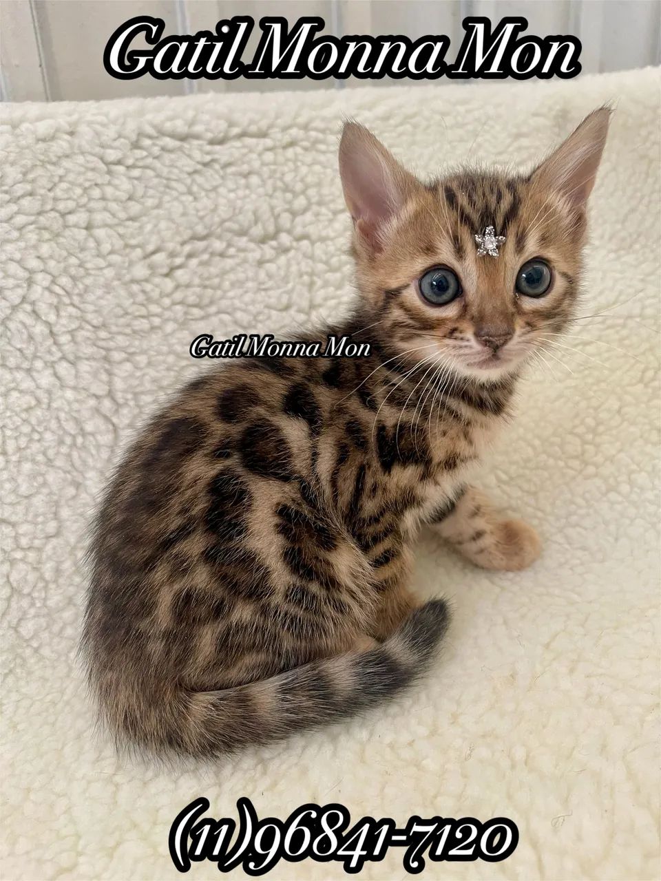 Bengal  - Foto 4
