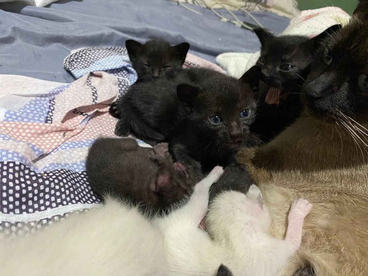 Doação de gatos - Foto 2