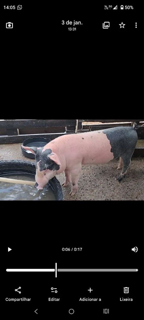 PORCO LEITAO CAIPIRA 