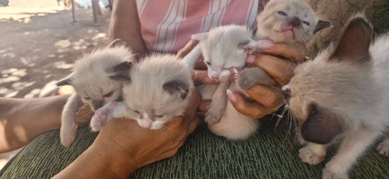 Gatinhos seanes - Foto 2