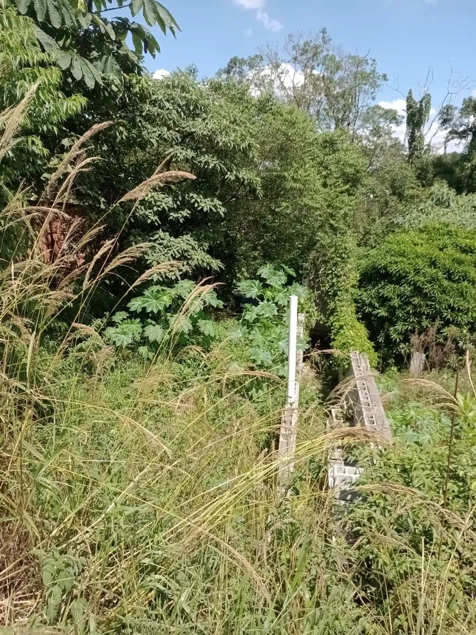 Foto - São Paulo - Colônia (Zona Leste)